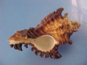 (1) Chicoreus bourguignati Poirier, 1883....63 mm. F+. Nicely developed smaller specimen though with slight canal wear...Somalia...$9 (1 available)