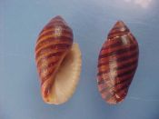 (6) Vexilla vexillum Gmelin, 1791....21 to 24 mm. F+.  Orange and brown lined specimens of this unusual Muricidae...Somalia...$5 (6 available)
