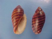 (6) Vexilla vexillum Gmelin, 1791....21 to 24 mm. F+. Orange and brown lined specimens of this unusual Muricidae...Somalia...$5 (6 available)