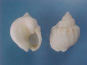(5) Nassarius arcularius Linne, 1758....21 to 24 mm. F++. Also known as N. coronatus. White, with hugely swollen shield...Somalia...$3 (5 available)