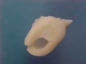 (1) Nassarius graniferus Kiener, 1834....18 mm. F++. With highly swollen shield and strongly nodulose back...Somalia...$3 (1 available)