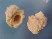 (6) Thais coronata Lamarck, 1816....35 to 40 mm. F++. Nice big ones with intact lips...Cameroon...$6 (6 available)