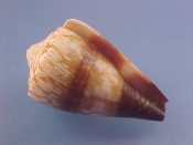 (1) Conus miles Linne, 1758....46 mm. F+. Nicely patterned but slightly rough lipped specimen from a tough locality...Somalia...$5 (1 available)