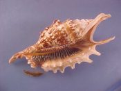 (1) Lambis digitata Perry, 1811....141 mm F++ w/operc. Great solidly mature specimen complete with operc...Tanzania...$42 (1 available)