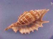 (1) Lambis digitata Perry, 1811....126 mm F++. Lovely if slightly smaller specimen in top condition...Tanzania...$38 (1 available)