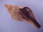 (1) Pugilina morio Linne, 1758....180 mm. F++. Monster specimen with perfect lip & canal, and complete with fuzzy periostracum...Cameroon...$30 (1 available)