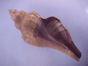 (1) Pugilina morio Linne, 1758....174 mm. F+. Big fresh example with periostracum, but with a lip chip...Cameroon...$25 (1 available)