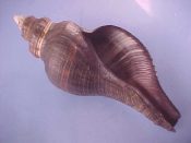 (1) Pugilina morio Linne, 1758....160 mm. F++. Big, cleaned example with fully intact lip...Cameroon...$25 (1 available)