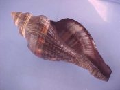 (1) Pugilina morio Linne, 1758....152 mm. F++. Good sized clean specimen in great condition...Cameroon...$10 (1 available)