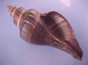 (1) Pugilina morio Linne, 1758....146 mm. F++. Nice specimen, with good lip and a few traces of periostracum...Cameroon...$9 (1 available)