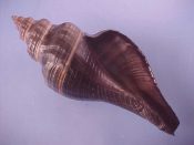 (1) Pugilina morio Linne, 1758....128 mm. F++. Not huge but shiny black & with good lip...Cameroon...$8 (1 available)