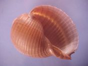 (1) Tonna olearum Linne, 1758....133 mm. F. Decent starter specimen, but lip has been “shaped”...Philippines...$10 (1 available)