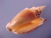 (1) Strombus aratrum Roding, 1798....76 mm. F++. Nicely mature large example with thick, well bronzed lip and parietal callus...Australia...$12 (1 available)