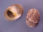 (2) Nerita balteata Reeve, 1855....34 to 39 mm. F++ w/operc. Big specimens, finely ribbed and with speckled patterns...Australia...$5 (2 available)