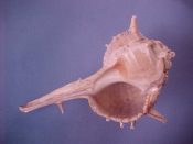 (1) Bolinus cornutus Linne, 1758....116 mm. F. Fresh dead starter specimen, a bit rough but with most spines intact...Cameroon...$18 (1 available)