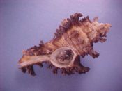 (1) Chicoreus bourguignati Poirier, 1833....86 mm. F+ w/operc. Nice large example, live taken and complete with operc...Somalia...$22 (1 available)