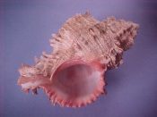 (1) Hexaplex rosarium Roding, 1798....107 mm. F+. Jumbo specimen with bright, hot pink rimmed aperture...Cameroon...$25 (1 available)