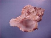 (1) Hexaplex rosarium Roding, 1798....46 mm. F+. Junior example with brown spotted varices and pink rimmed mouth...Cameroon...$5 (1 available)