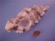 (1) Naquetia triqueter Lamarck, 1816....64 mm. F++ w/operc. Nice live taken example in cream with brown varical spots...Tanzania...$15 (1 available)