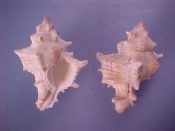 (2) Hexaplex varius Sowerby, 1834....44 mm. F+. Beached but decent large examples of this West African specie...Cameroon...$22 (2 available)