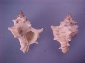 (2) Hexaplex varius Sowerby, 1834....36, 38 mm. F+. Slightly smaller specimens, white with brown markings...Cameroon...$15 (2 available)