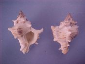 (2) Hexaplex varius Sowerby, 1834....36, 38 mm. F+. Slightly smaller specimens, white with brown markings...Cameroon...$15 (2 available)