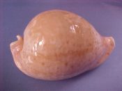 (1) Cypraea armeniaca Verco, 1912....108 mm. Gem- Absolutely huge specimen, mottled with pastel orange and flawless but for a small dorsal dent. Only one 1.8 mm. bigger in Rice and it was $1250...Australia...$750 (1 available)