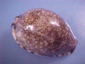 (1) Cypraea arabica fm. immanis Schilder & Schilder, 1939....63 mm. F++. Large, well inflated example of the East African form...Somalia...$10 (1 available)