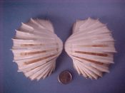 (1) Cardium costatum Linne, 1758....84 mm. F+. Big matched pair of this West African cockle...Cameroon...$20 (1 available)