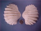 (1) Cardium costatum Linne, 1758....89 mm. F. Large “pseudo-pair” left and right very close to matching pair...Cameroon...$12 (1 available)