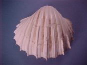 (12) Cardium costatum Linne, 1758....78 to 90 mm. F+. Bargain single valves of this fat endemic cockle...Cameroon...$5 (12 available)