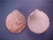 (2) Acrosterigma cygnorum Deshayes, 1834....42, 44 mm. F++. Lightly tan mottled and suffused with pastel pink or yellow...Australia...$5 (2 available)