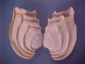 (3) Callanaitis disjecta Pery, 1811....47 to 53 mm. F++. Beautiful frilly specimens of the aptly named “Wedding Cake Venus”...Australia...$15 (3 available)