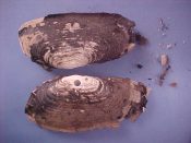 (1) Cyrtodaria siliqua Spengler, 1799....100 mm. F. Typically rough and ugly species, not uncommon but hard to obtain...Canada...$8 (1 available)