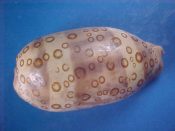 (1) Cypraea argus Linne, 1758....78 mm. F+. Sightly beachy but from a "tough" locality...Somalia...$5 (1 available)