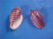 (3) Vexilla vexillum Gmelin, 1791....21 to 23 mm. F+. Orange & Black banded Muricidae, not to be confused with Costellaridae...Somalia...$5 (3 available)