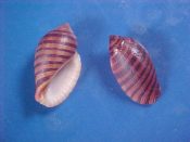 (3) Vexilla vexillum Gmelin, 1791....21 to 23 mm. F+. Orange & Black banded Muricidae, not to be confused with Costellaridae...Somalia...$5 (3 available)