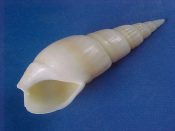 (3) Bullia vittata Linne, 1767....32 to 37 mm. F+. Smooth & shiny high spired specimens...Somalia...$3 (3 available)