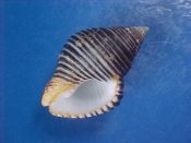 (1) Cantharus undosus Linne, 1758....33 mm. F++. Fresh, uneroded example with black spiral ridges and fully intact lip...Somalia...$4 (1 available)