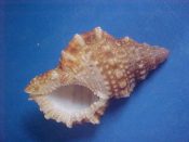 (1) Bursa granularis Roding, 1798....41 mm. F+. Fresh, red-brown example of the strongly pustulose Indo Pacific variety...Somalia...$4 (1 available)