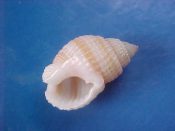 (1) Nassarius concinnus Powis, 1835....18 mm. F+. Finely beaded and with 3 tan bands...Somalia...$4 (1 available)