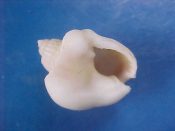 (1) Nassarius coronatus Bruguiere, 1789....21 mm. F+. With heavy white parietal shield...Somalia...$3 (1 available)