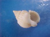 (1) Nassarius desmoulioides Sowerby, 1903....16 mm. F++. Well inflated and with strongly beaded ribs...Somalia...$4 (1 available)