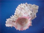 (1) Hexaplex rosarium Roding, 1798....95 mm. F. Dead collected but decent example, with good colour and lip, but an oyster inside...Cameroon...$8 (1 available)