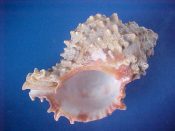 (1) Hexaplex rosarium Roding, 1798....95 mm. F+. Good specimen with glossy intact lip & parietal glaze...Cameroon...$10 (1 available)