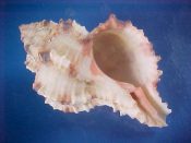 (1) Hexaplex rosarium Roding, 1798....65 mm. F+. Nice clean smaller specimen with good pink and brown markings...Cameroon...$6 (1 available)