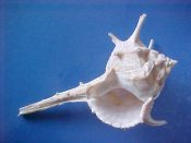 (1) Bolinus cornutus Linne, 1758....132 mm. F+. Large and fat with long shoulder spines and fully intact lip and parietal shield but some siphonal canal roughness...Cameroon...$20 (1 available)