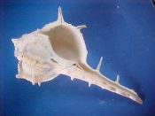 (1) Bolinus cornutus Linne, 1758....96 mm. F+. Good young adult specimen with intact lip & shoulder spines...Cameroon...$12 (1 available)