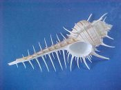 (1) Murex troscheli Lischke, 1868....129 mm. F++. Great spinous specimen with brown spiral lines...Australia...$20 (1 available)