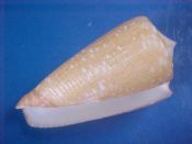 (1) Conus nobilis fm. abbai Poppe & Tangaro, 2011....38.5 mm. F++.  Larger specimen of this newly described form, with a small scar in the apperture. Poppe lists just one 33mm. for over $1000!...Indonesia...$500 (1 available)
